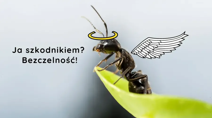 Zdjęcie Czy mrówki w ogrodzie są pożyteczne? Korzyści, wady i praktyczne porady