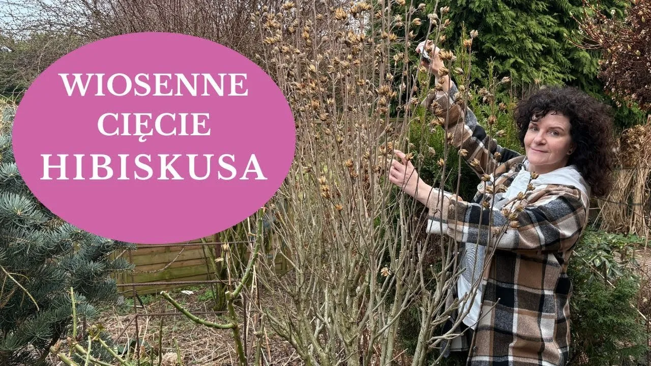 Zdjęcie Jak wygląda hibiskus ogrodowy? Odkryj jego piękno i pielęgnację