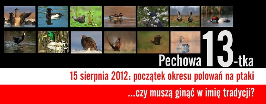 Zdjęcie Kiedy jest sezon na kaczki? Sprawdź ważne daty i zasady polowania