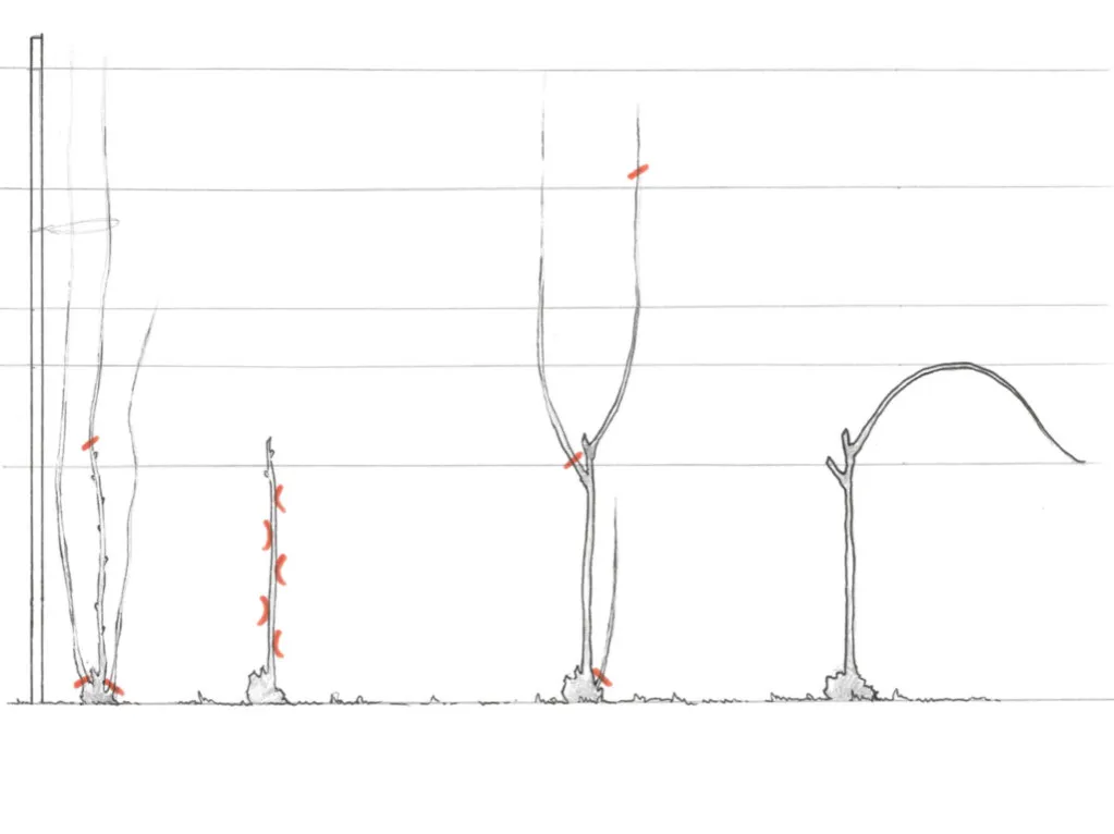Zdjęcie Przycinanie winorośli bez błęd&oacute;w: Kalendarz i techniki mistrza.