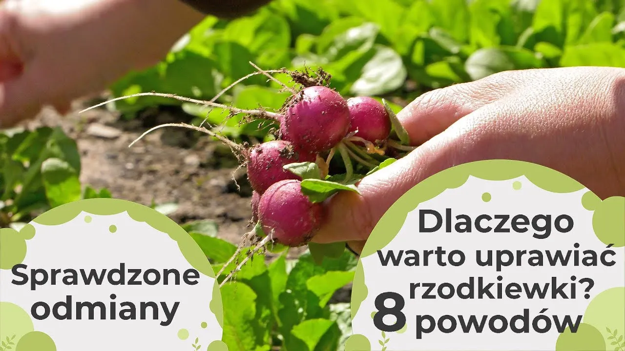 Zdjęcie Kiedy jest sezon na rzodkiewki? Poznaj najlepszy czas na siew i zbiory