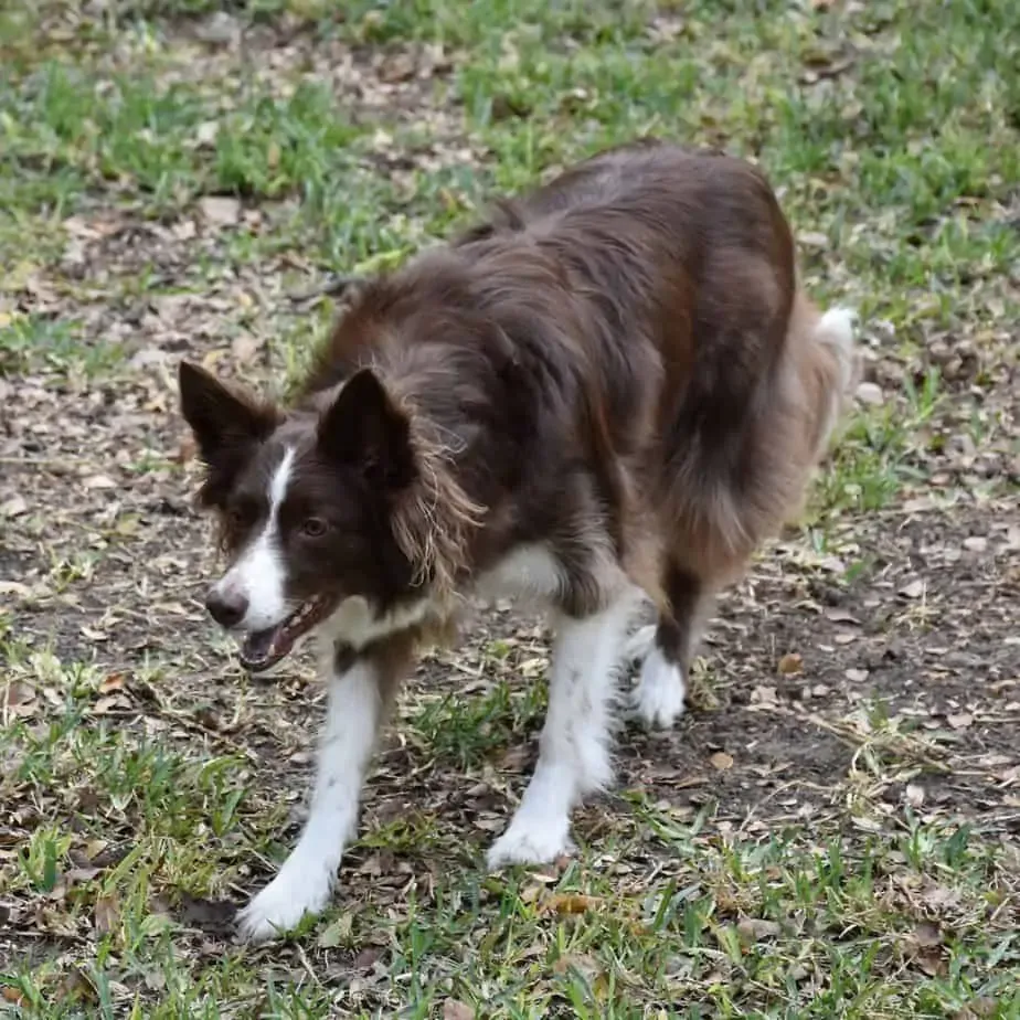 Zdjęcie Border collie czy golden retriever - który pies lepiej pasuje do Ciebie?