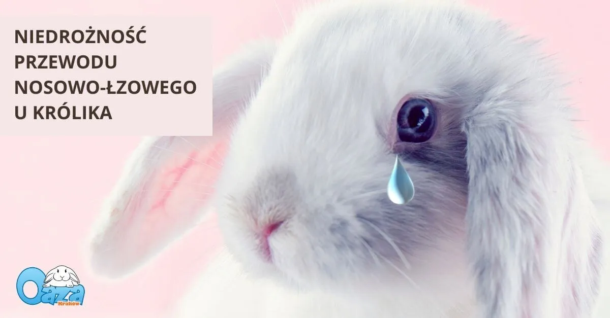 Zdjęcie Czy króliki płaczą? Odkryj, jak wyrażają swoje emocje