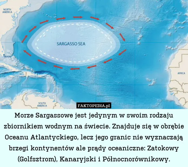 Zdjęcie Morze Sargassowe gdzie jest teraz i jak wpływa na środowisko oraz turystykę