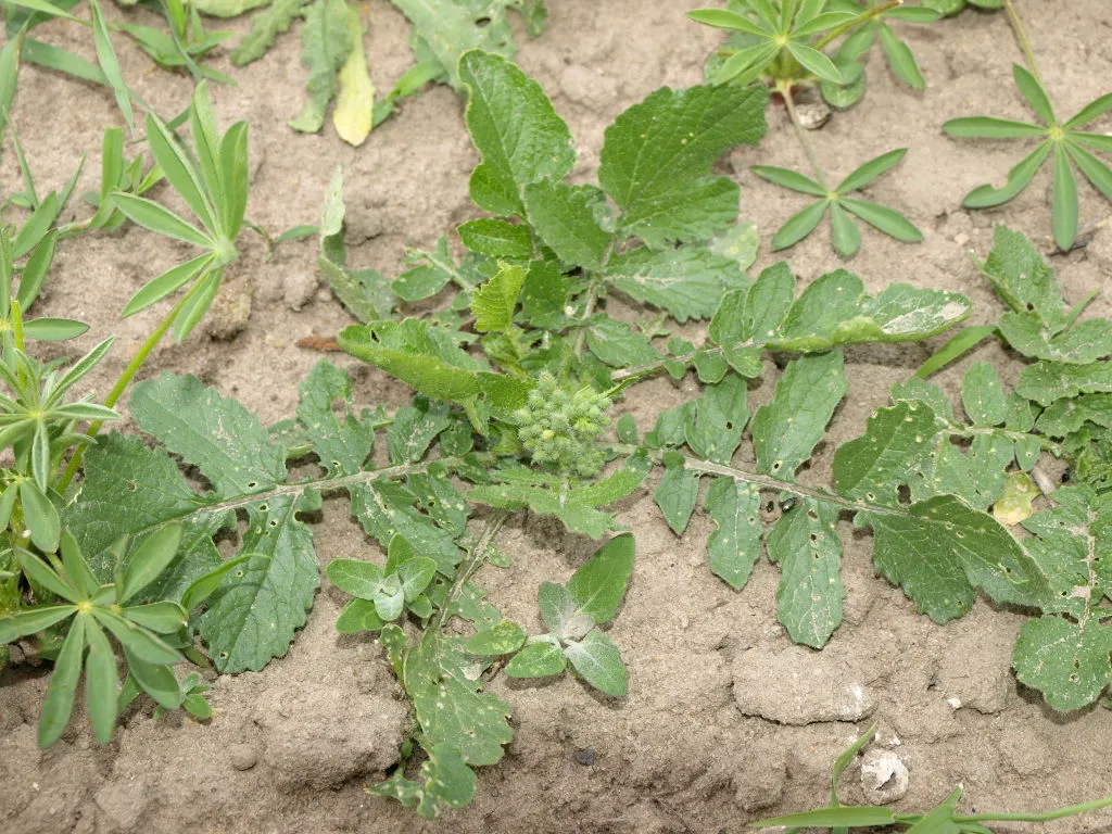 Zdjęcie Świrzepa pospolita: Jak skutecznie zwalczyć ten uciążliwy chwast?