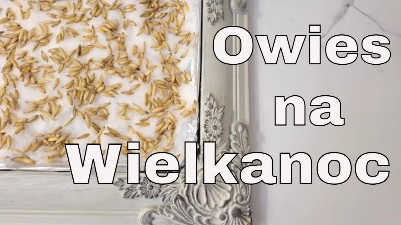 Zdjęcie Jak posadzić owies na Wielkanoc, aby pięknie zdobił stół