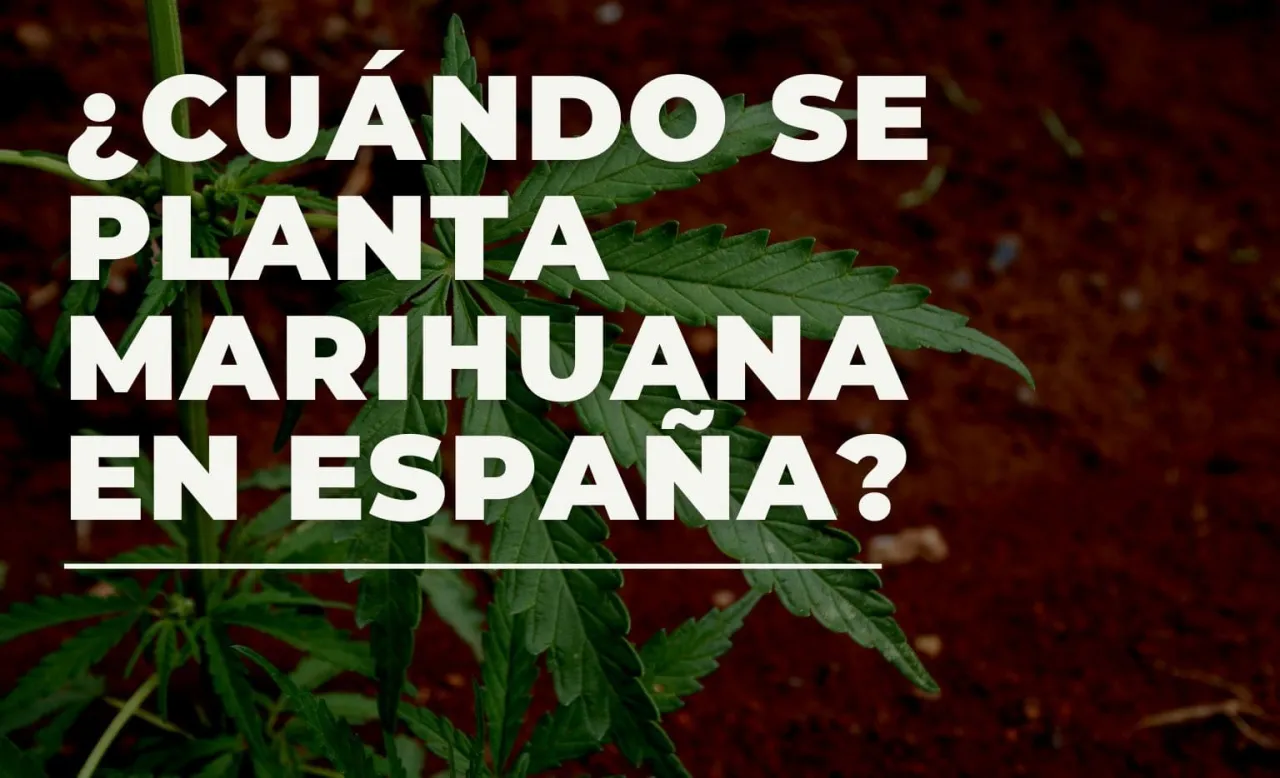 Zdjęcie Cuándo plantar marihuanas exterior para evitar errores comunes