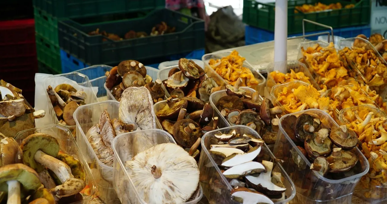 Zdjęcie Po ile grzyby na skupie? Sprawdź aktualne ceny i zyski z zbiorów