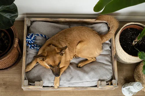 Zdjęcie Jak stworzyć legowisko dla psa DIY, które zaimponuje Twojemu pupilowi