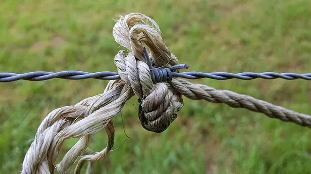 Zdjęcie Skuteczne rośliny, które odstraszają psy w ogrodzie i chronią przestrzeń