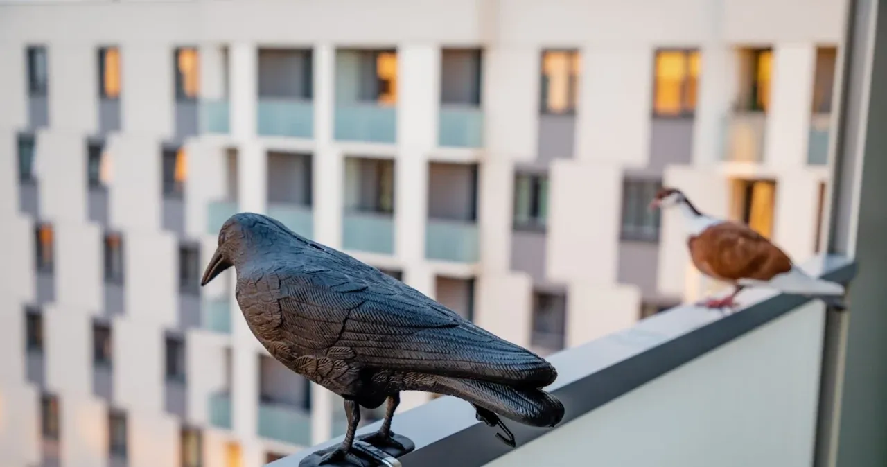 Zdjęcie Skuteczne sposoby na odstraszanie ptaków, które naprawdę działają