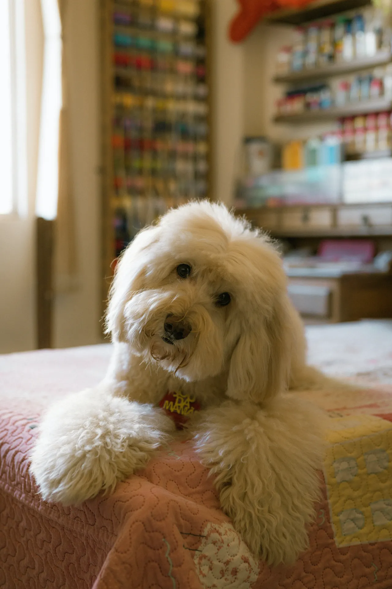 Zdjęcie Czy golden retriever uczula? Sprawdź, jak uniknąć alergii!