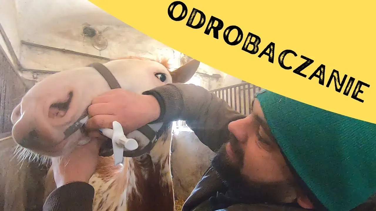 Zdjęcie Odrobaczanie konia przed czy po jedzeniu: co jest skuteczniejsze?