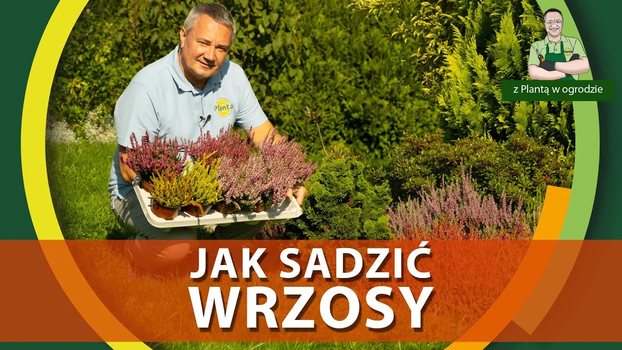 Zdjęcie Jak prawidłowo sadzić wrzosy w ogrodzie i uniknąć błędów w pielęgnacji