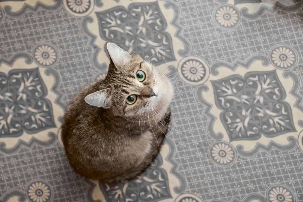 Zdjęcie Por qué bufan los gatos y cómo entender su comportamiento inquietante