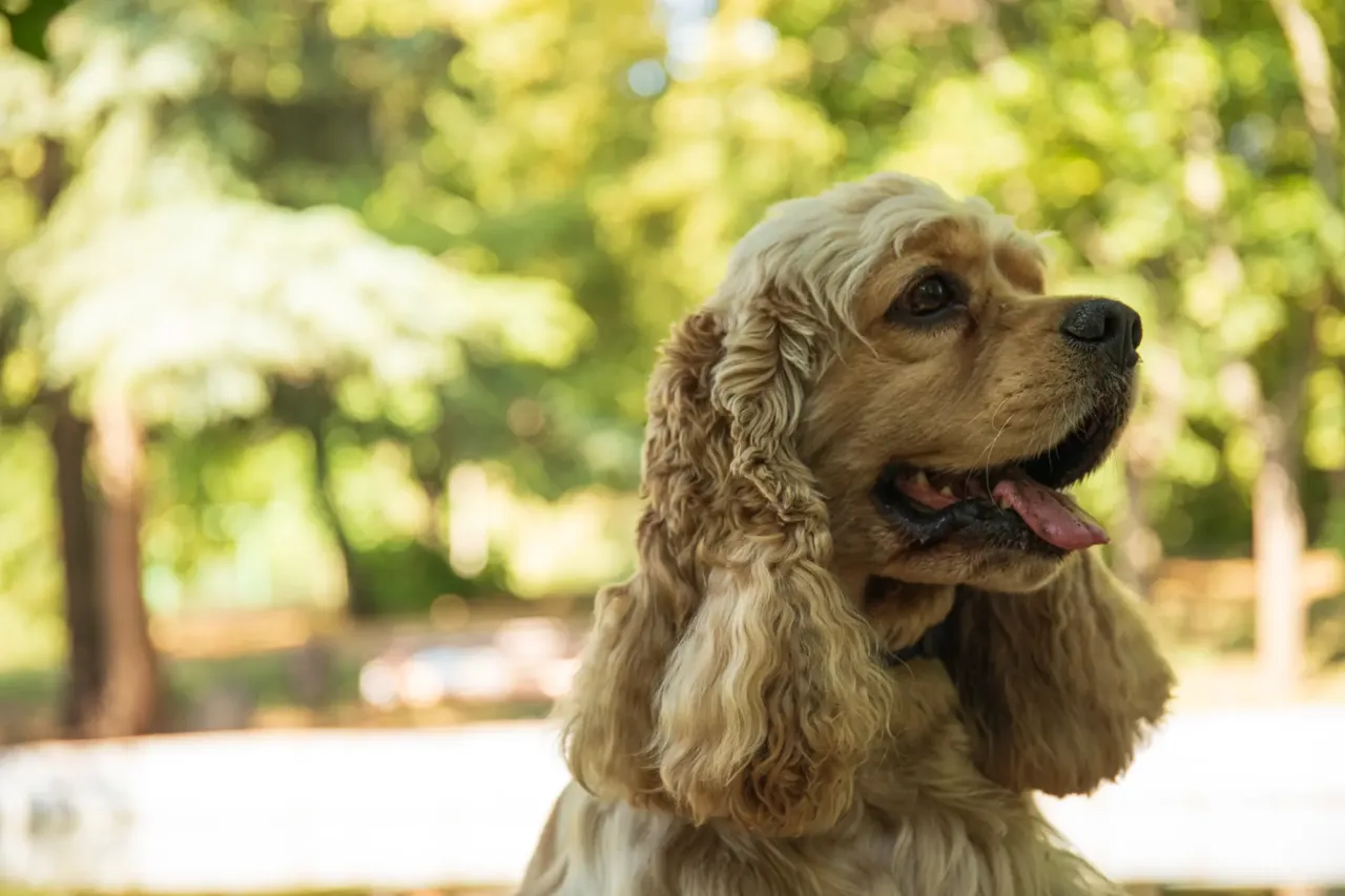 Zdjęcie Cocker spaniel czy gubi sierść? Odkryj prawdę o linieniu tej rasy