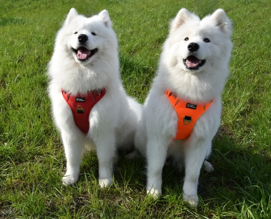 Zdjęcie Jak założyć szelki psu? Praktyczny poradnik krok po kroku