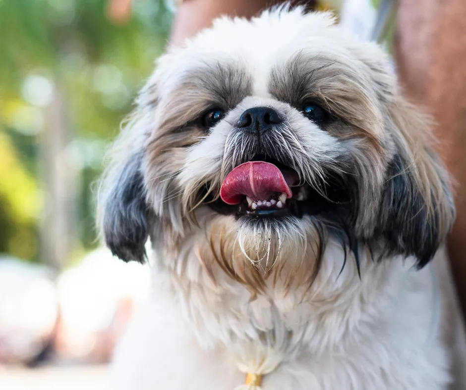Zdjęcie Czy shih tzu uczula? Odkryj prawdę o alergiach na psy