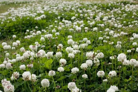 Zdjęcie Kiedy siać koniczynę? Optymalne terminy dla sukcesu uprawy