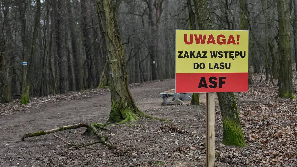Zdjęcie Mapy ASF w Polsce: Jakie zagrożenia i jak się efektywnie chronić?