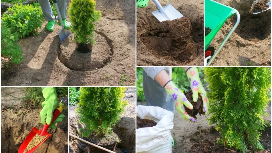 Zdjęcie Jak się sadzi tuje - proste kroki dla pięknego ogrodu