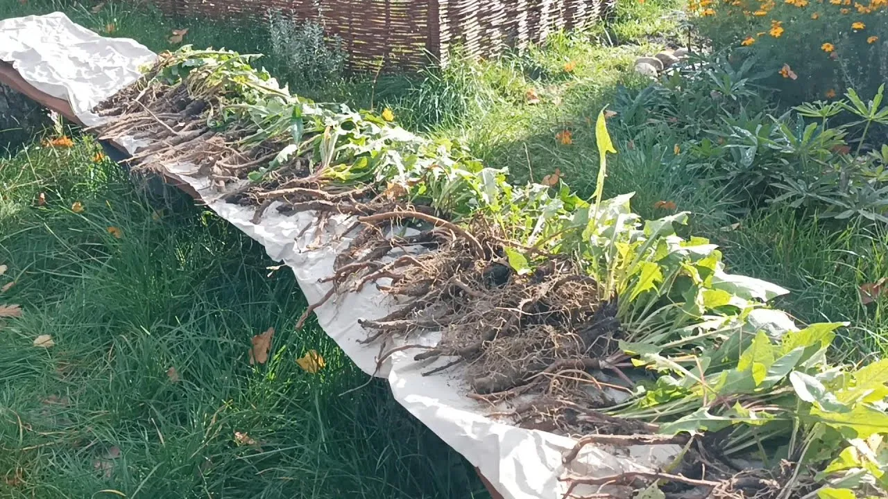 Zdjęcie Jak nie pomylić chwastu z mniszkiem? Kluczowe różnice do poznania