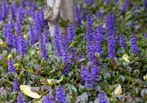 Zdjęcie Los mejores arbustos con flores moradas para tu jardín en Austin