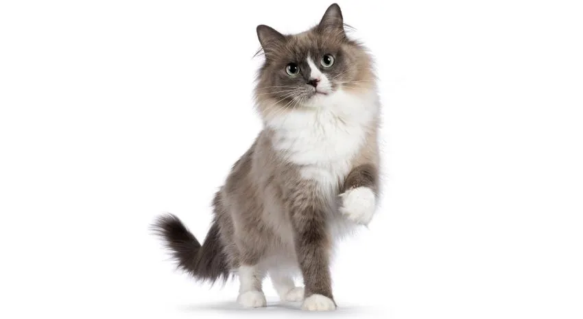 Zdjęcie Czy ragdoll gubi sierść? Odkryj prawdę o linieniu tych kotów