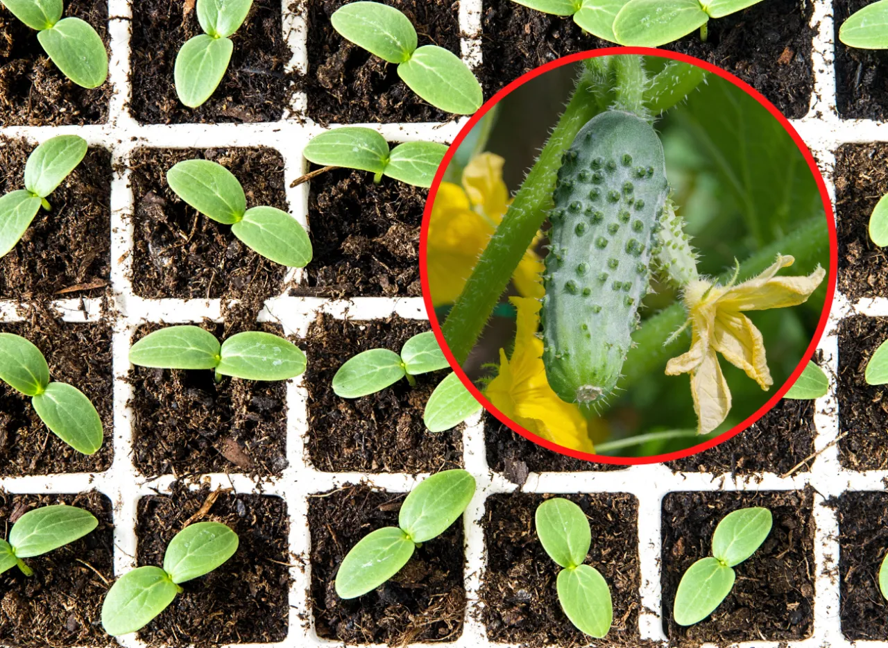 Zdjęcie Ogórek gruntowy kiedy siać - najlepszy czas na udane zbiory