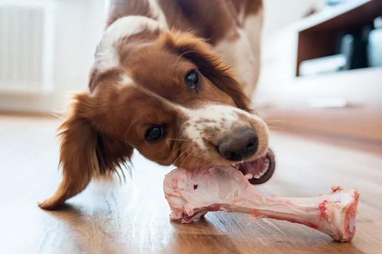 Zdjęcie Es bueno dar huesos a los perros: riesgos y beneficios que debes conocer