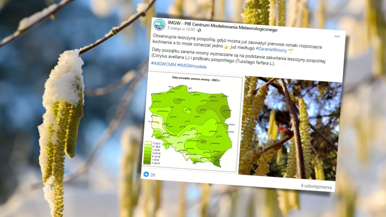Zdjęcie Jak kwitnie leszczyna? Odkryj, co wpływa na jej kwitnienie
