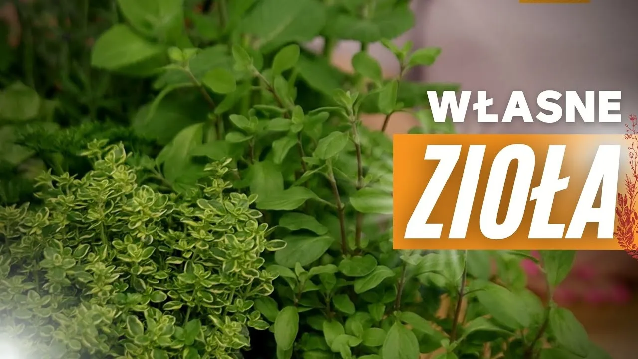 Zdjęcie Jak hodować zioła w kuchni – proste triki na udaną uprawę