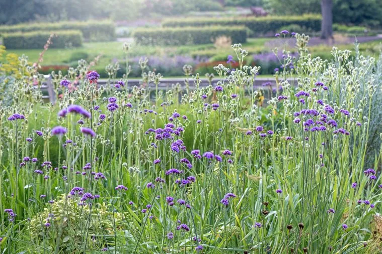 Zdjęcie Kiedy siać werbenę patagońską? Terminy i porady dla sukcesu
