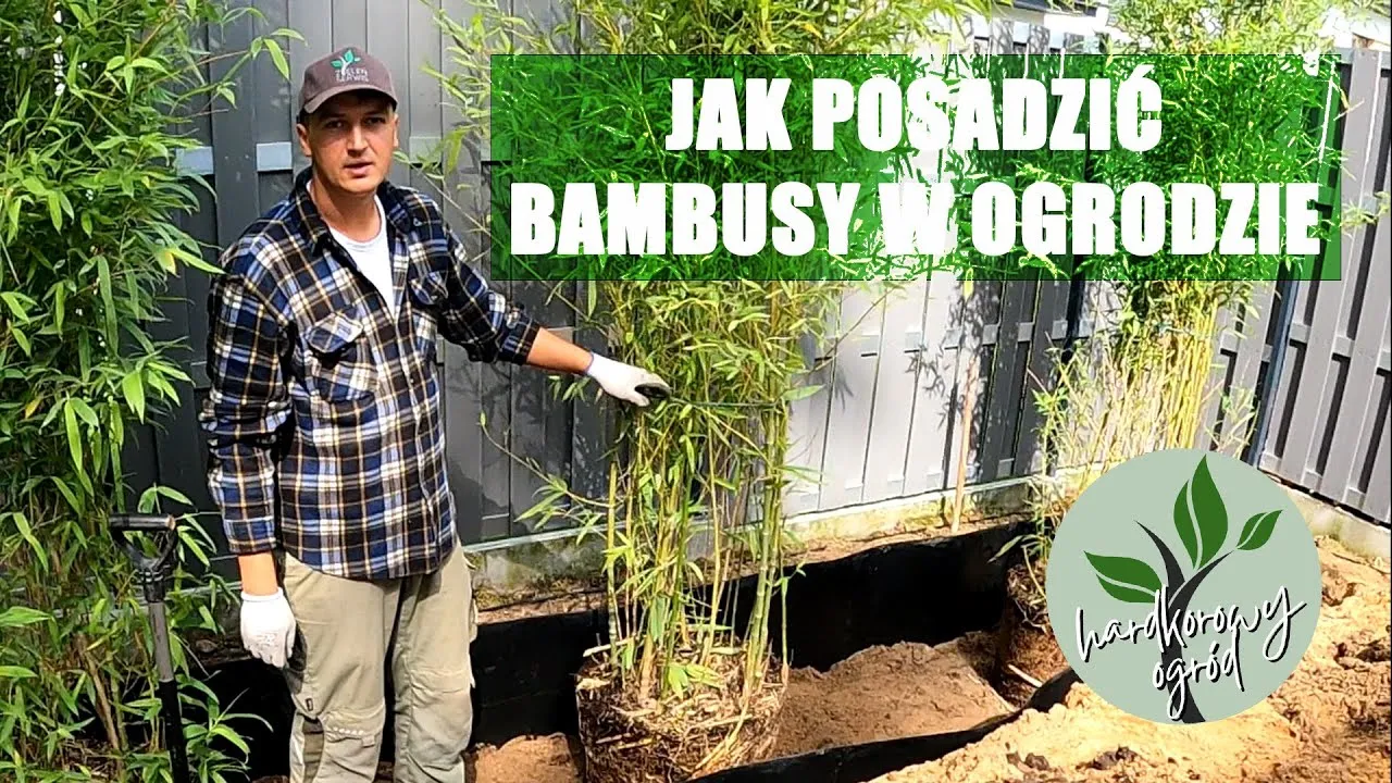 Zdjęcie Jak prawidłowo sadzić bambusy w ogrodzie i uniknąć błędów w pielęgnacji