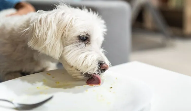 Zdjęcie Czy pies może jeść daktyle? Sprawdź, jakie mogą być skutki!
