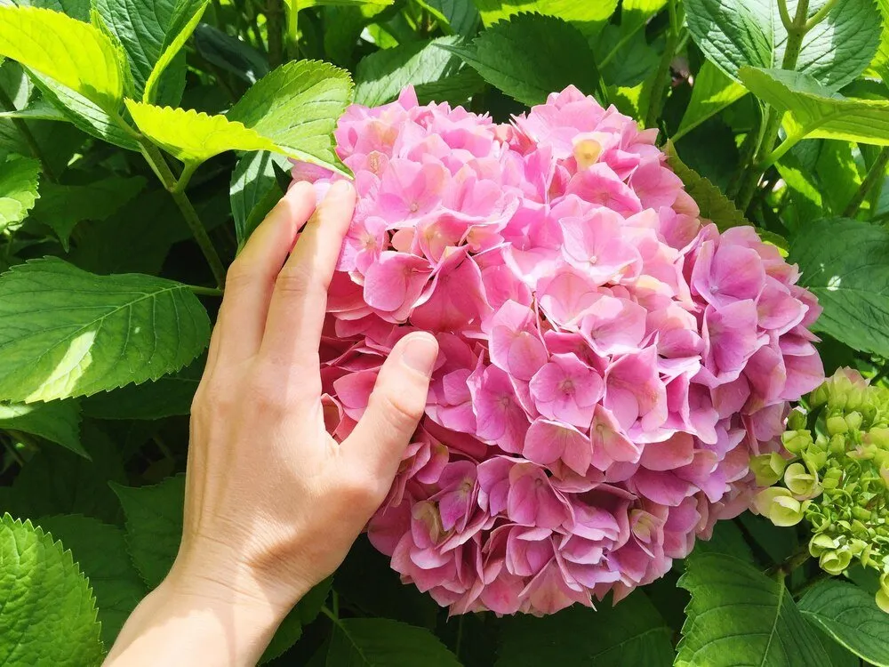 Zdjęcie Hortensja nie kwitnie? Poznaj 7 przyczyn i skuteczne rozwiązania