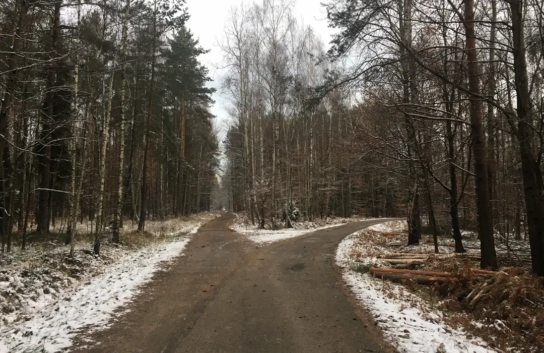 Zdjęcie Puszcza Dulowska trasy rowerowe: odkryj najpiękniejsze szlaki