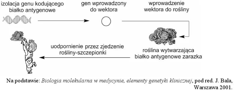 Zdjęcie Co to jest wektor w biologii i jak zmienia inżynierię genetyczną