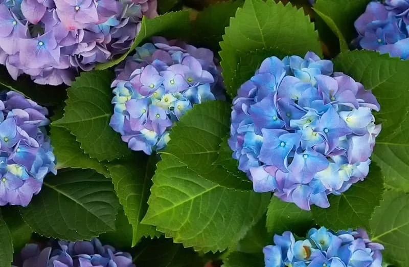 Zdjęcie Jak sadzić hortensje ogrodowe? Poradnik krok po kroku