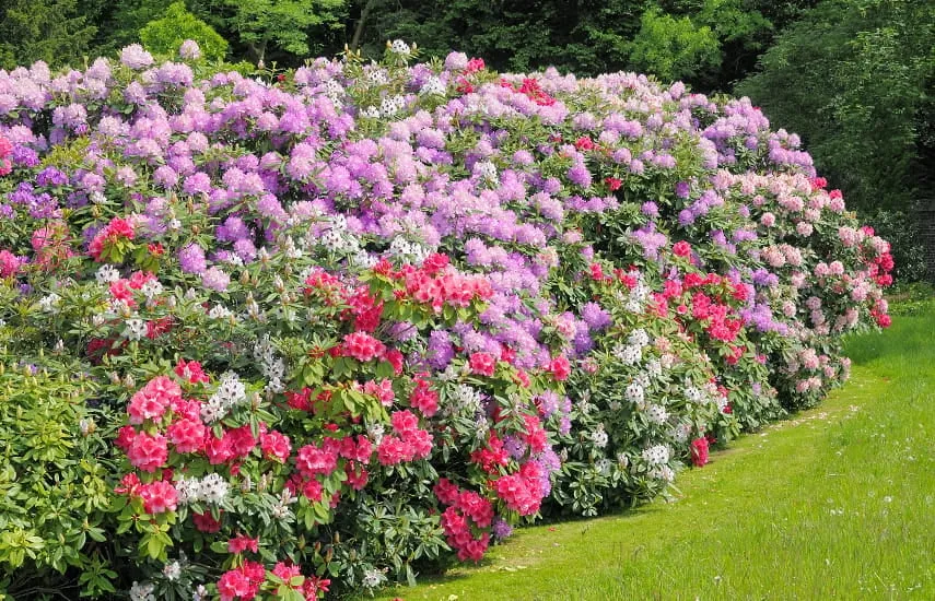 Zdjęcie Jakie rośliny posadzić obok rododendronów, aby stworzyć piękne aranżacje?