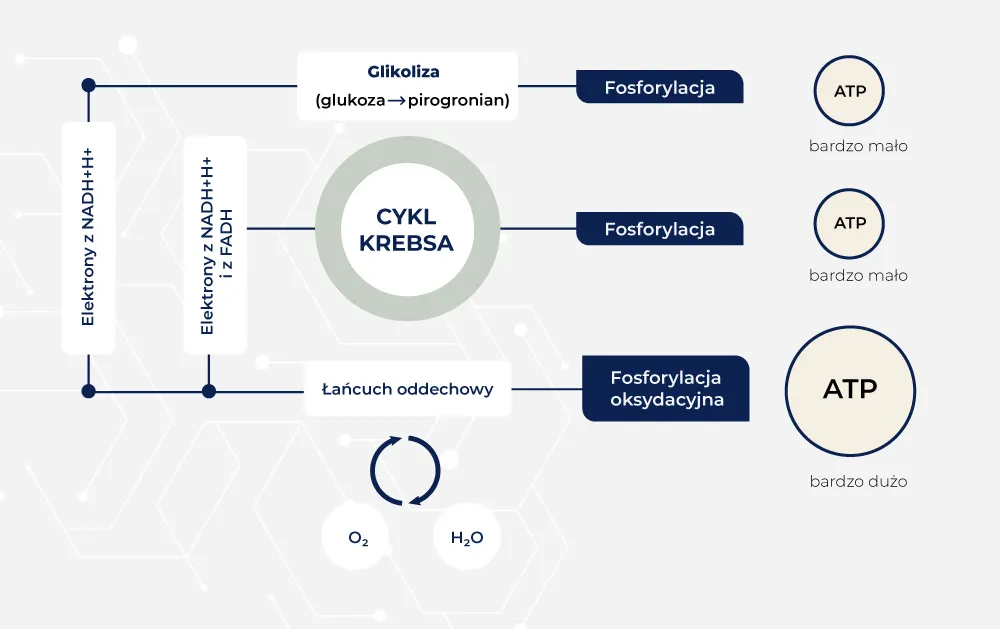 Zdjęcie ATP w biologii - co to jest i jak wpływa na życie komórek