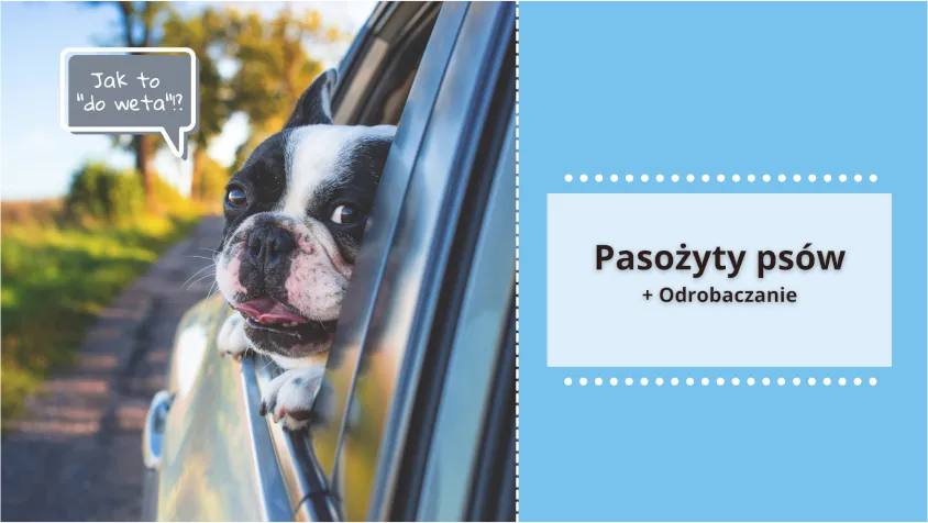 Zdjęcie Co ile odrobaczać psa, aby uniknąć groźnych pasożytów?