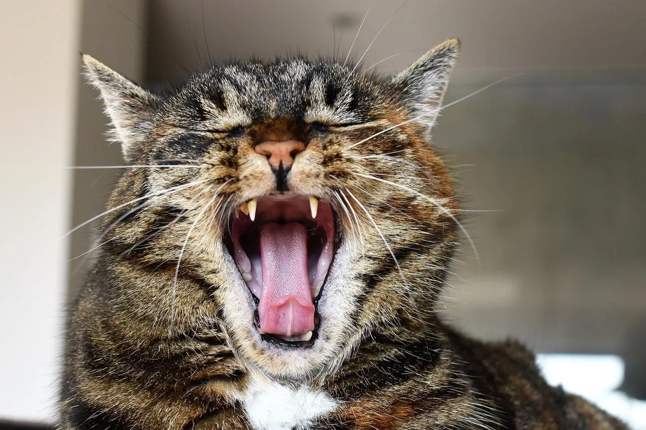 Zdjęcie A los cuantos meses mudan de dientes los gatos y cómo cuidarlos