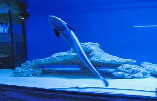 Zdjęcie Oceanarium Łeba opinie – czy warto tam się wybrać? Sprawdź recenzje