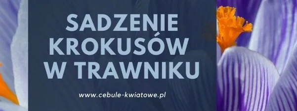 Zdjęcie Jak sadzić krokusy w trawie, aby uniknąć błędów i cieszyć się kwitnieniem