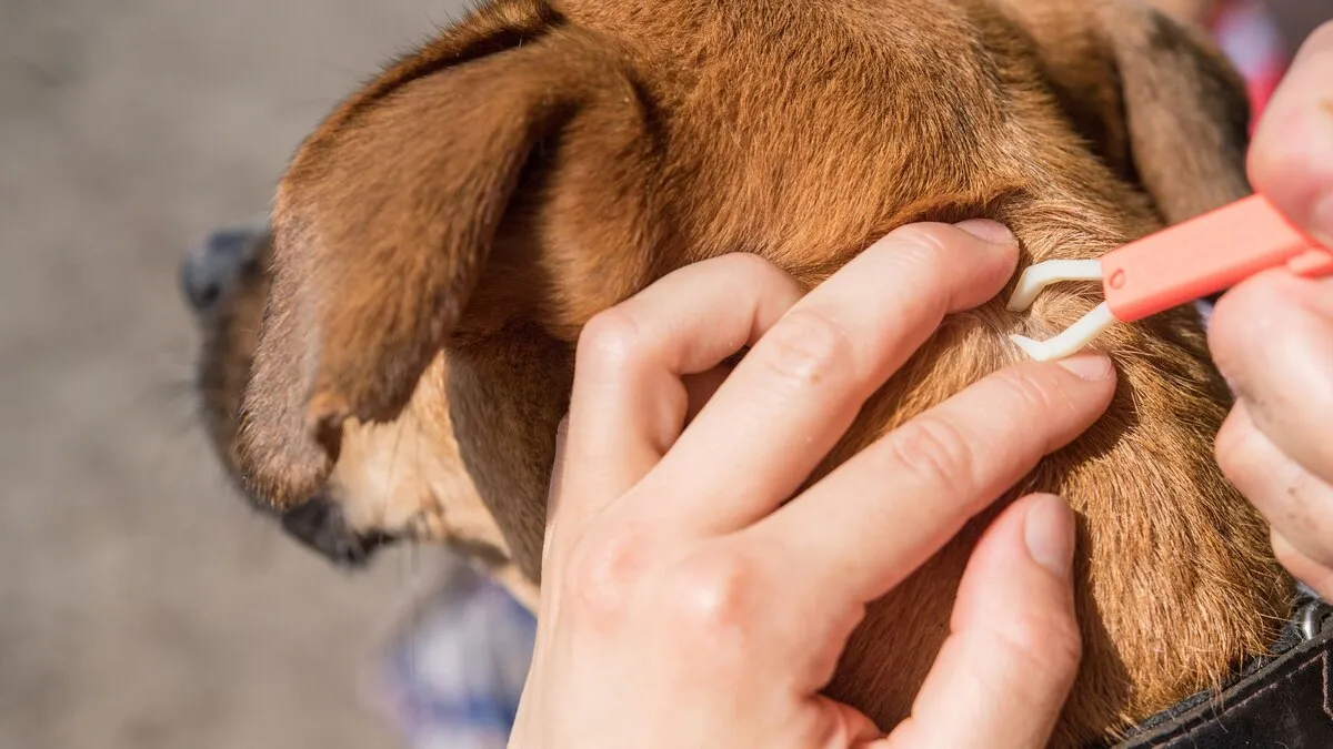 Zdjęcie Heridas de garrapatas en perros: cómo prevenir y tratar eficazmente