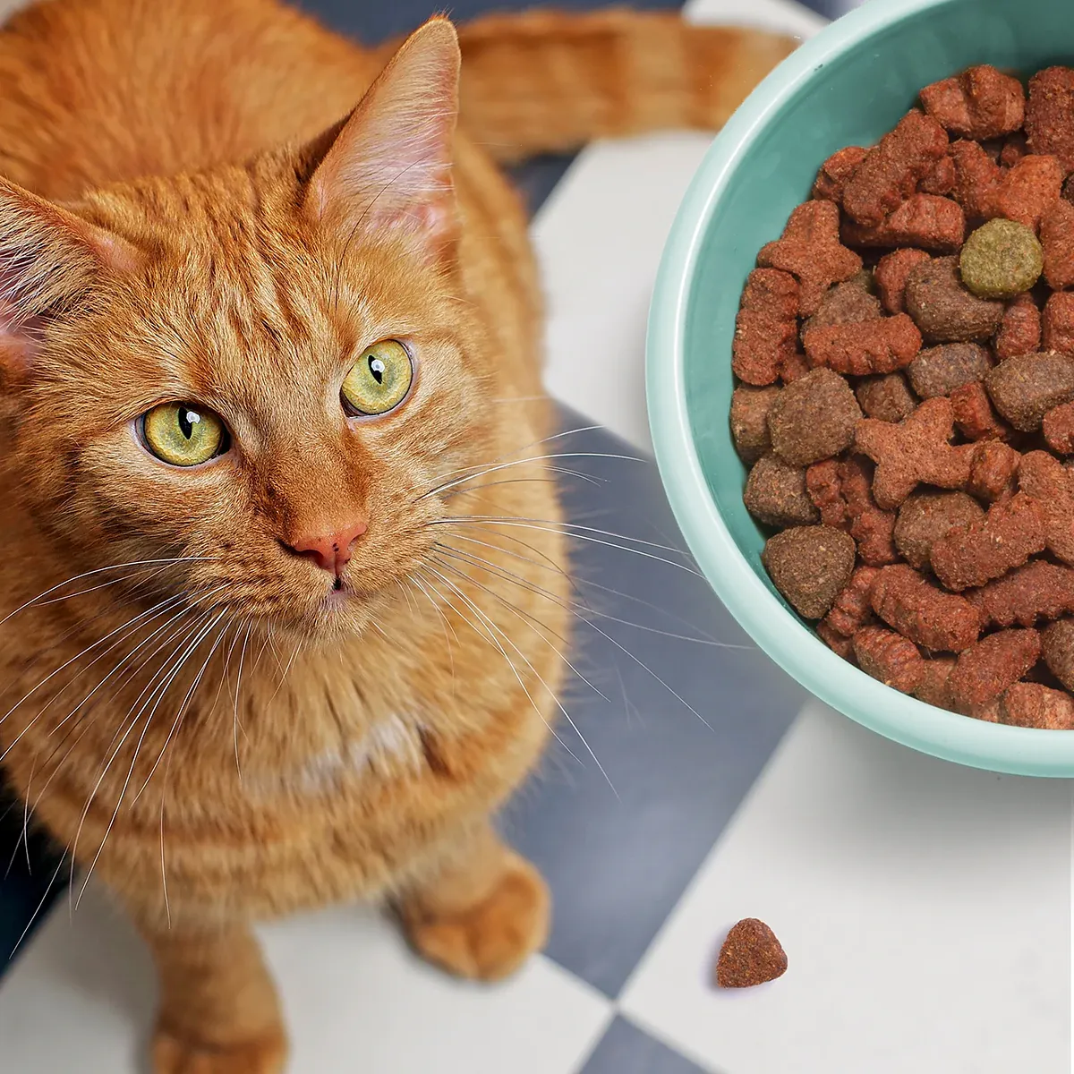 Zdjęcie Welches Katzen Trockenfutter ist wirklich das beste für Ihre Katze?