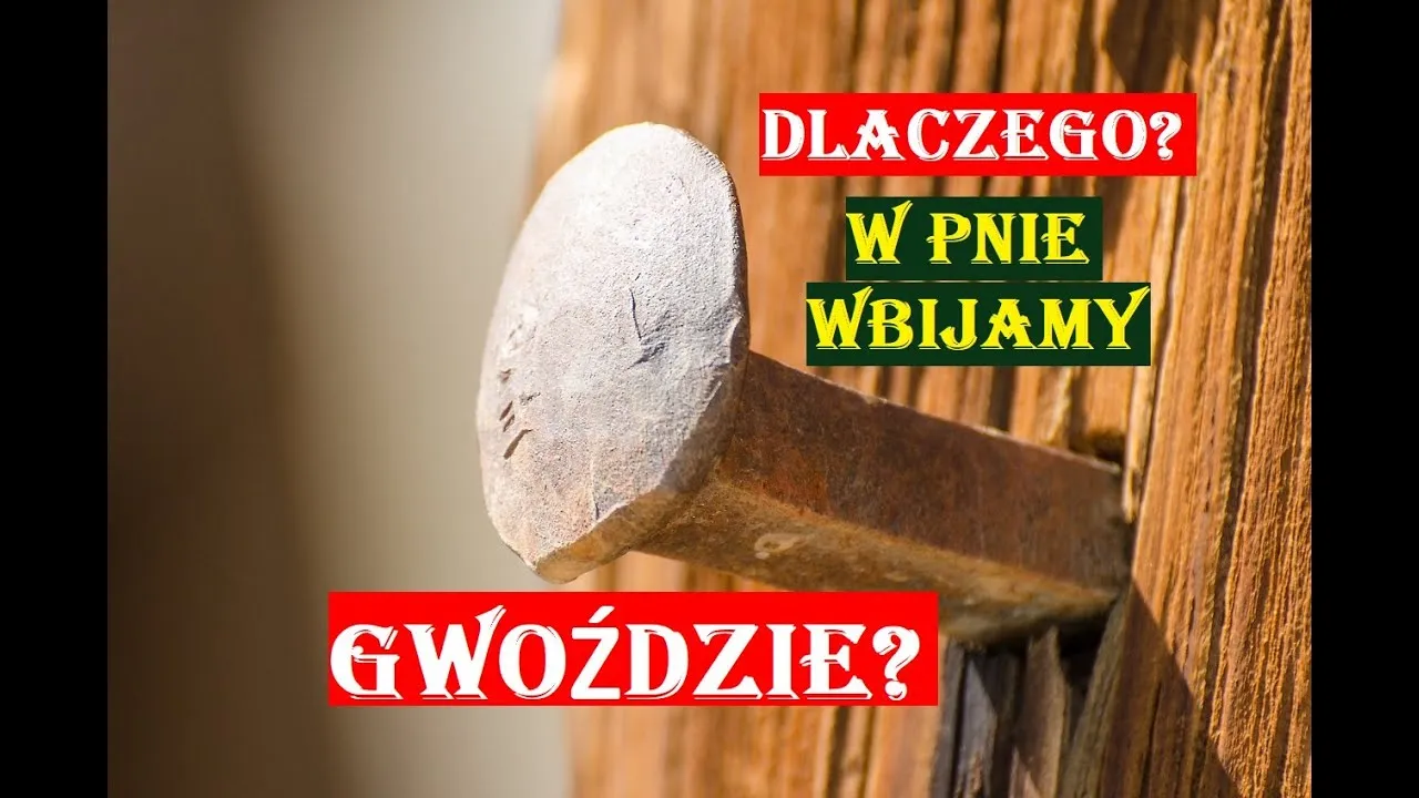 Zdjęcie Czy można wbijać gwoździe w drzewo? Poznaj szkodliwe skutki dla zdrowia drzew