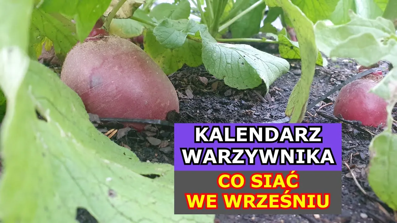 Zdjęcie Co siać we wrześniu, aby uniknąć nieudanych plonów przed zimą