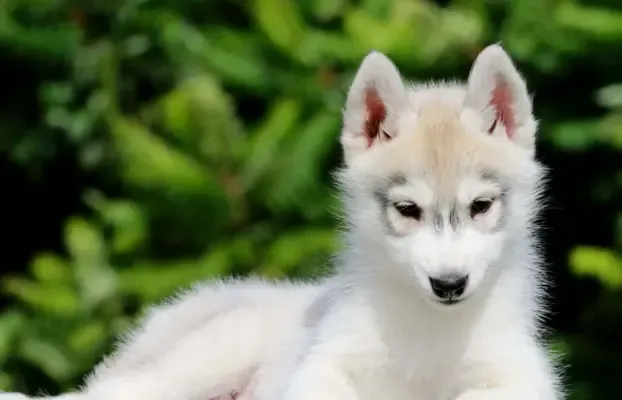 Zdjęcie Ile kosztuje szczeniak husky? Poznaj ceny i ukryte wydatki